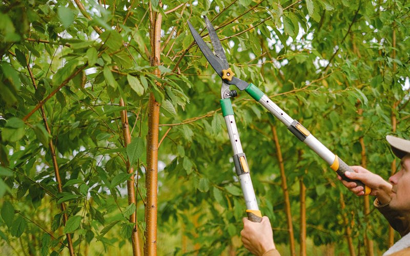Tree trimming in Greenbrier, TN